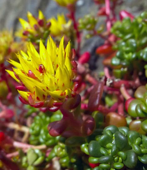 Sedum Oreganum